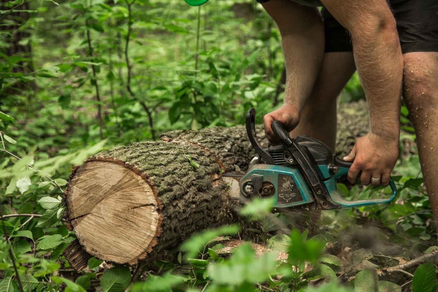 Professional Tree Service in Lincoln City, OR